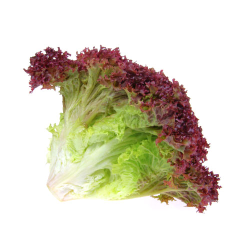 Lollo Rosso Lettuce